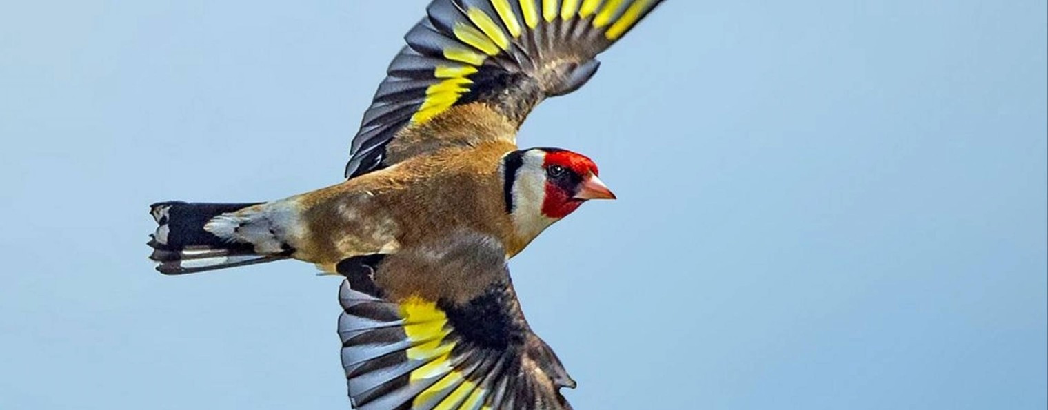 Любители содержания птиц