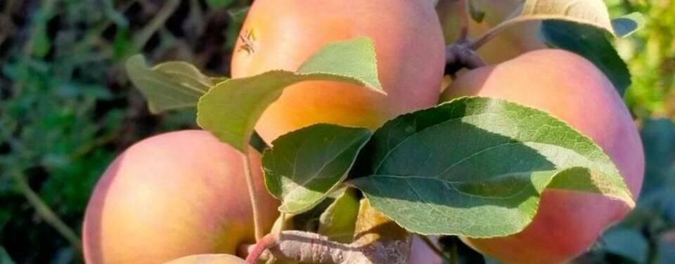 Иркутский клуб имени А. К. Томсона