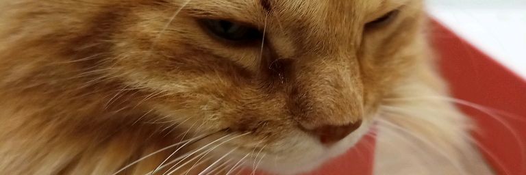 ××•°wвêдçkαя çtêнkαα•°××