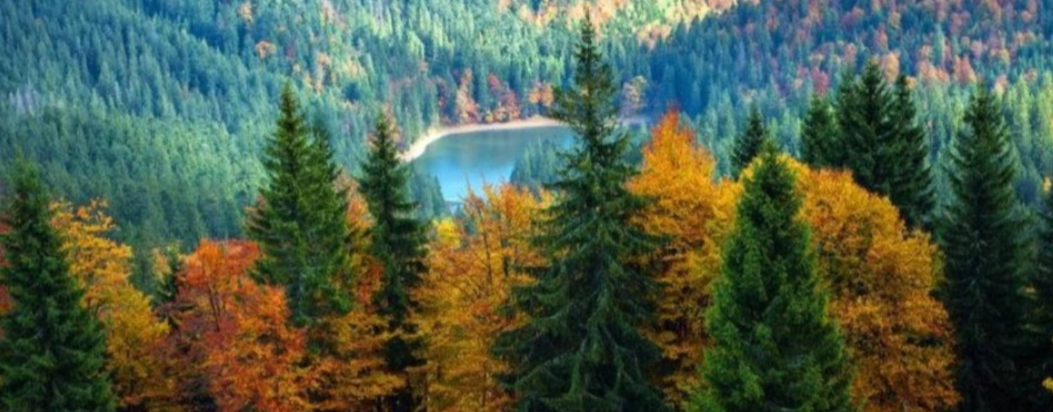 РотаТуй - питомник хвойных растений