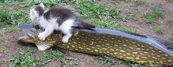 Александр Барай