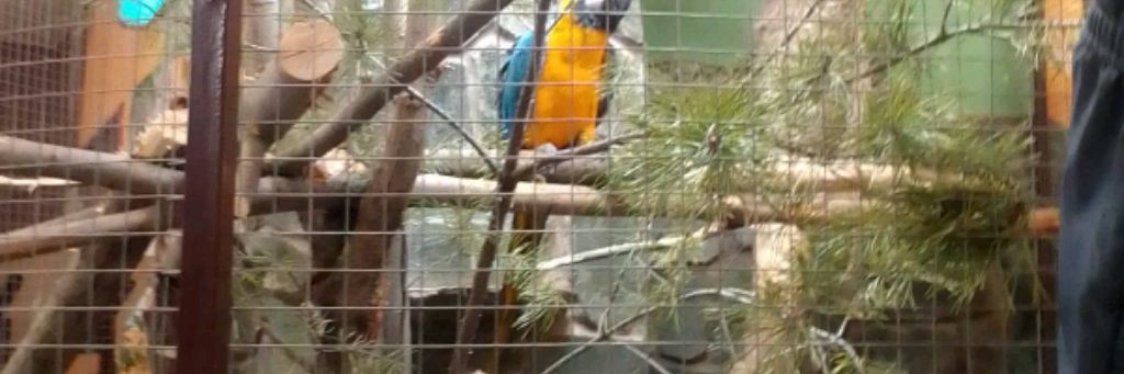 Сосиска в тесте