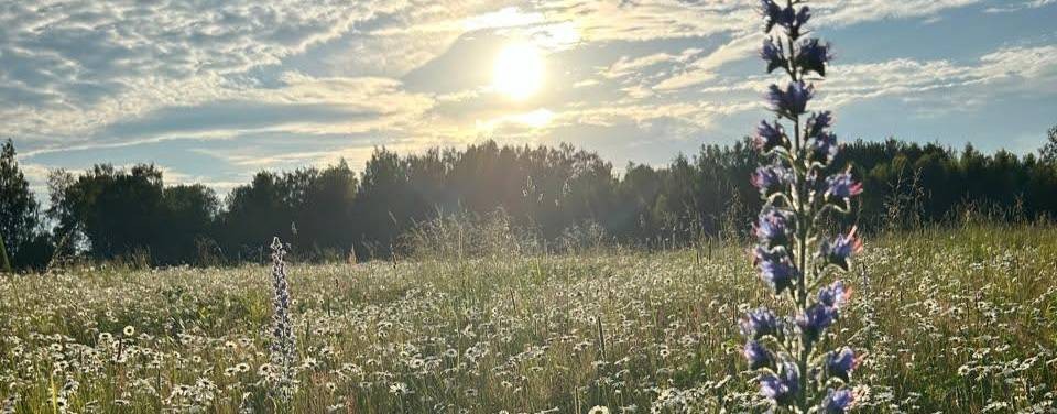 Этот светлый мир