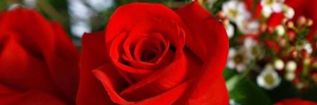 Любимая Сибирь