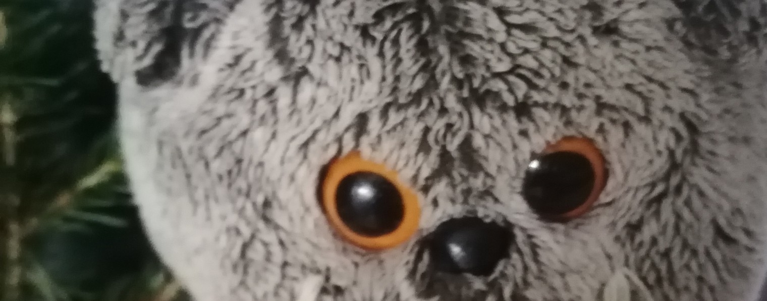 Басик играет