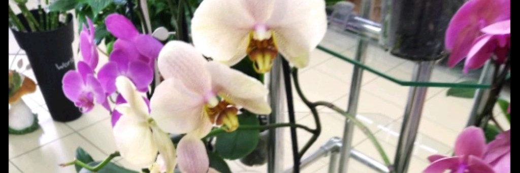 Вадим Цветоман