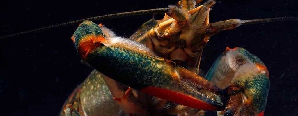 Ферма Журчащего ручья(The Red Claw)австралийского