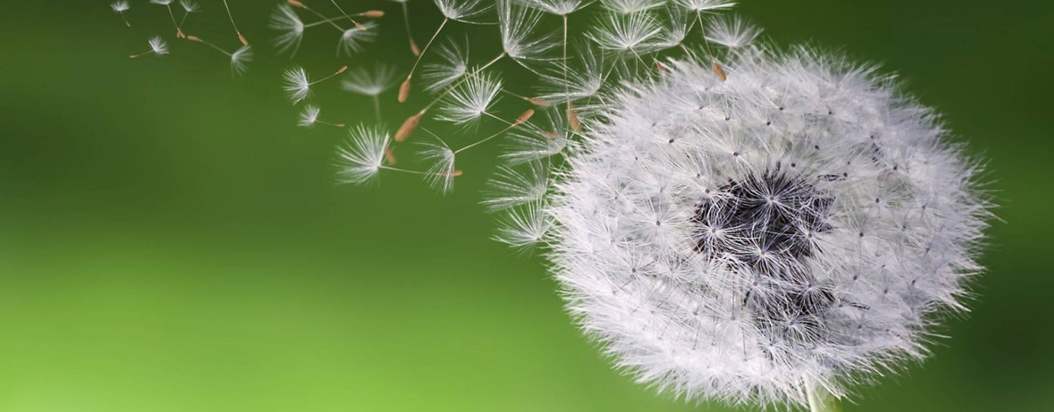 White dandelion
