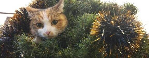 Поздний Велоног