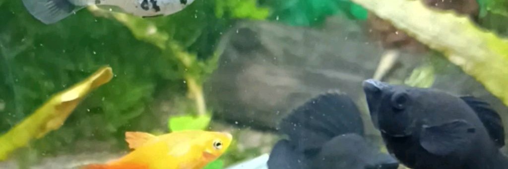 Аквамарина 2024