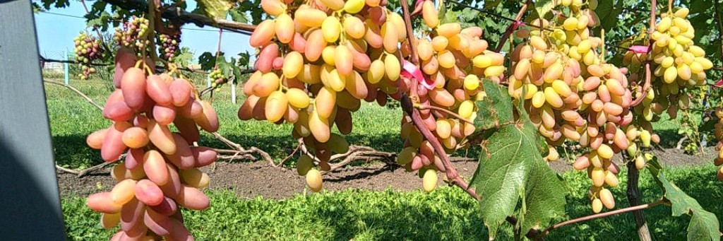 Виноград Сергея Николаева.