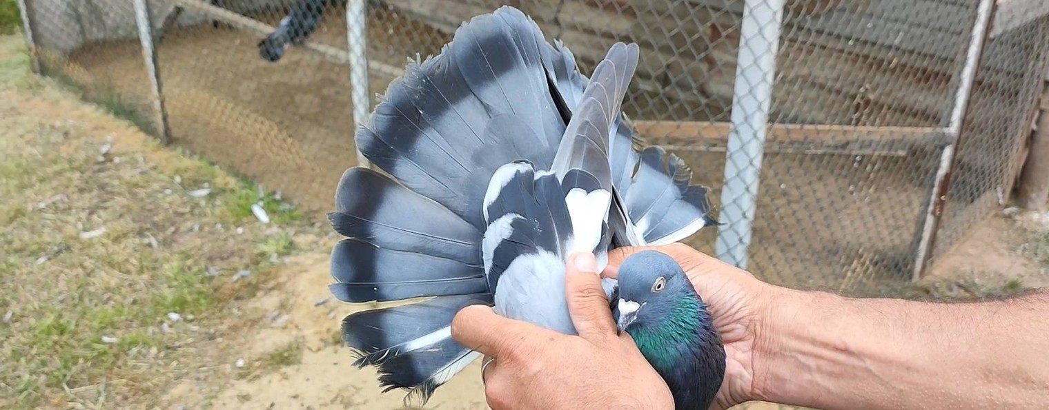 Николаевские голуби Чукардин А.Е.