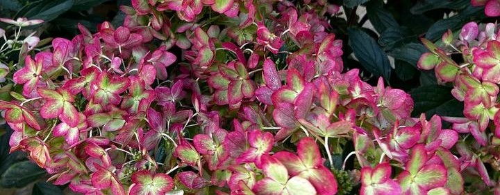 Тепличное Хозяйство Труновых