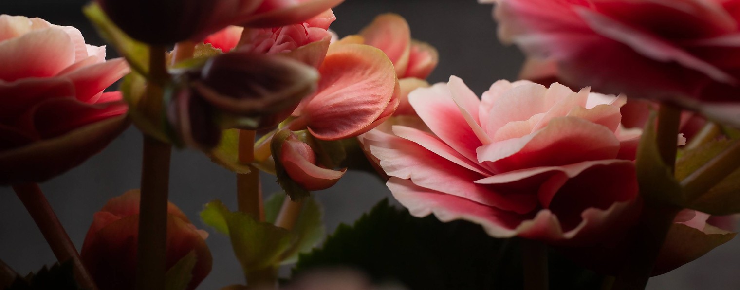 ЦВЕТЫотбелки