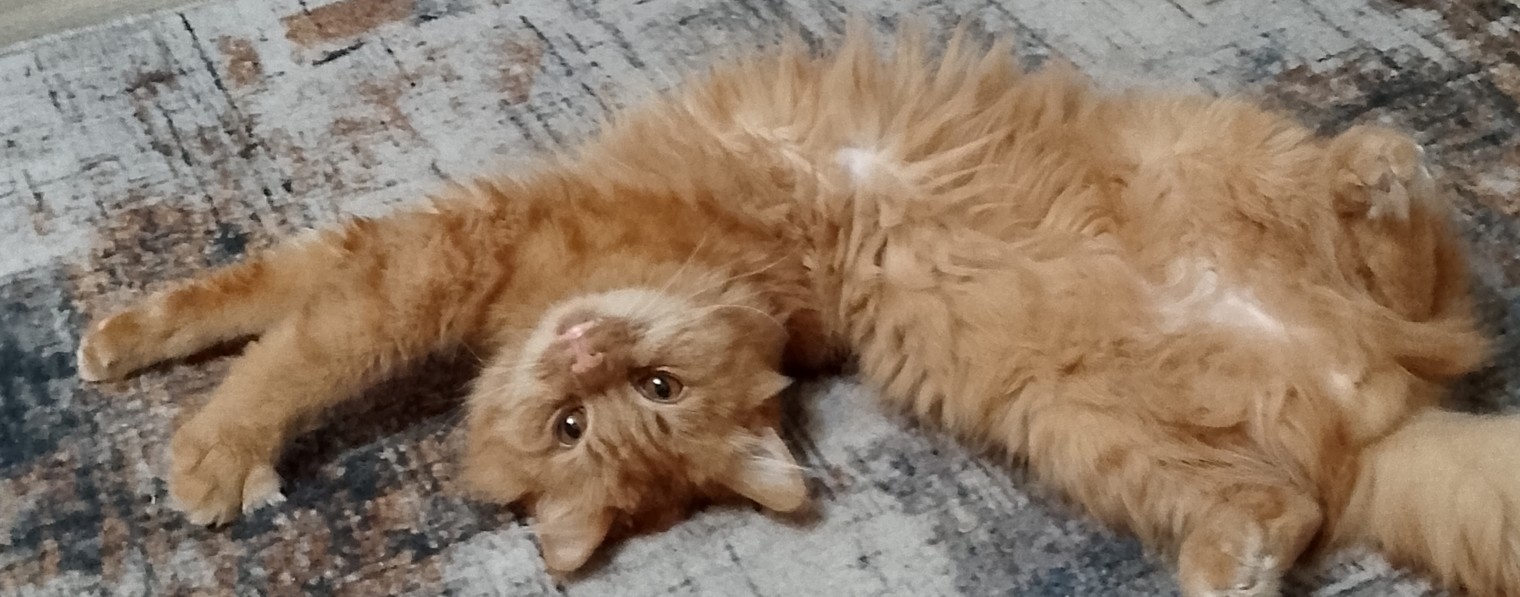 Орыс әйел жыныстық қатынас кезінде сөйлеседі. Тар шалбардағы есектердің порнофотосуреттері