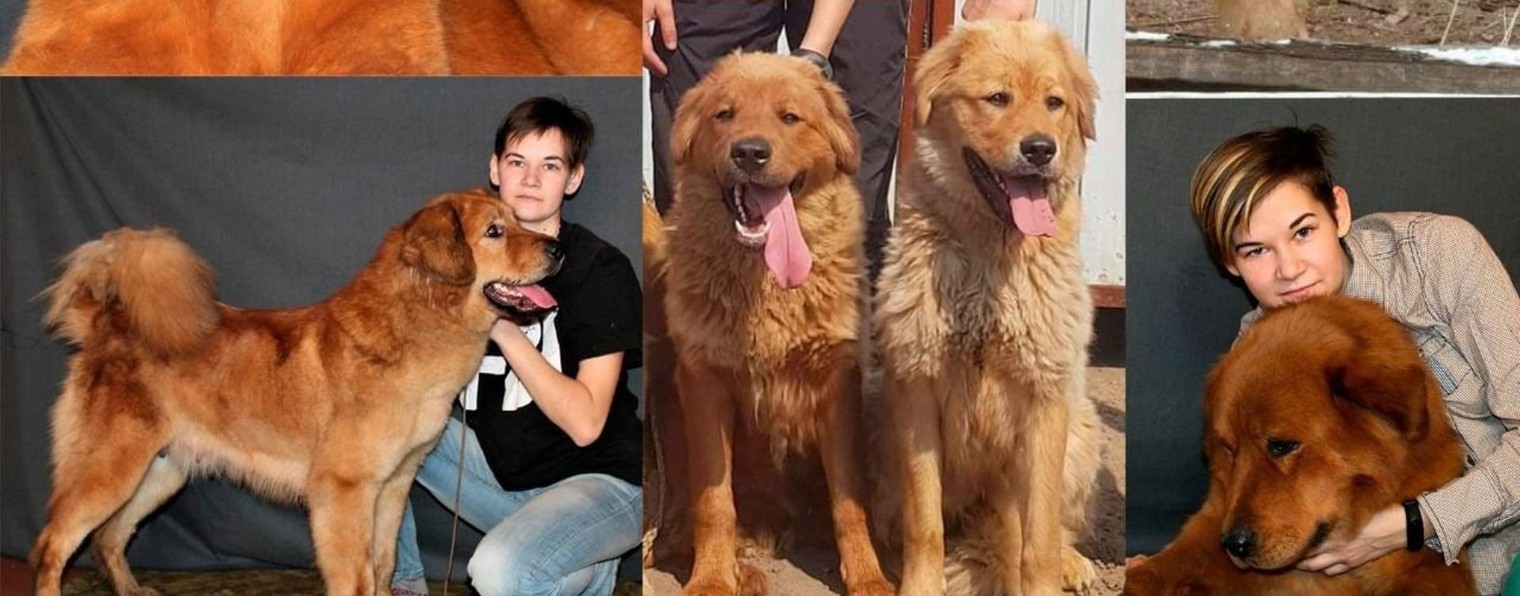 Питомник Монгольский Дух. Монгол банхары