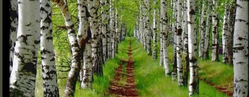 Фросечка Лёвина