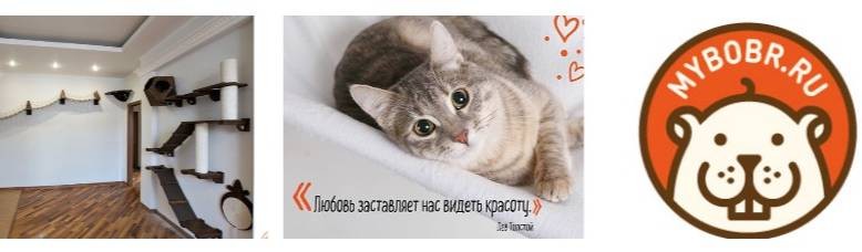 Мы Бобры