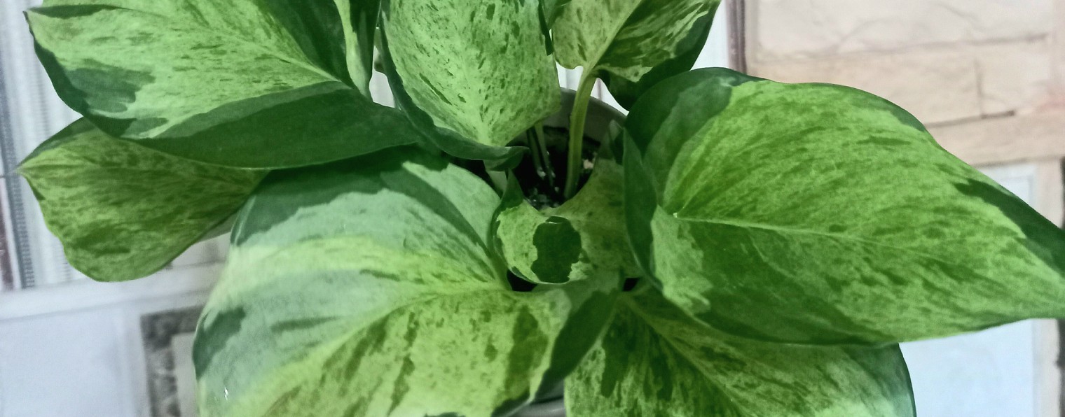 Flowers Plantz  (Алинкин цветочек)