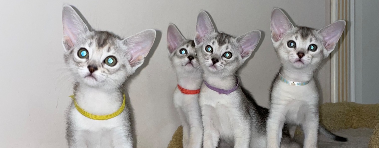 Silver abyssinian cats