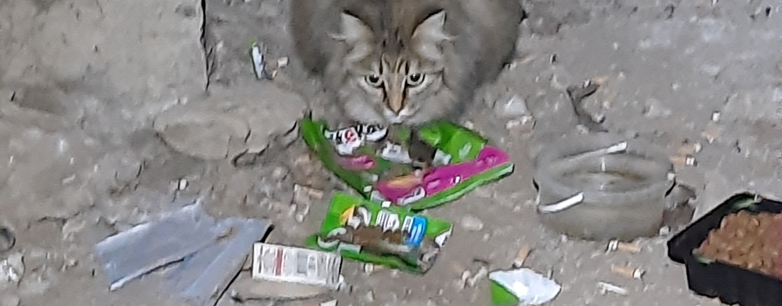 Бездомный Кот