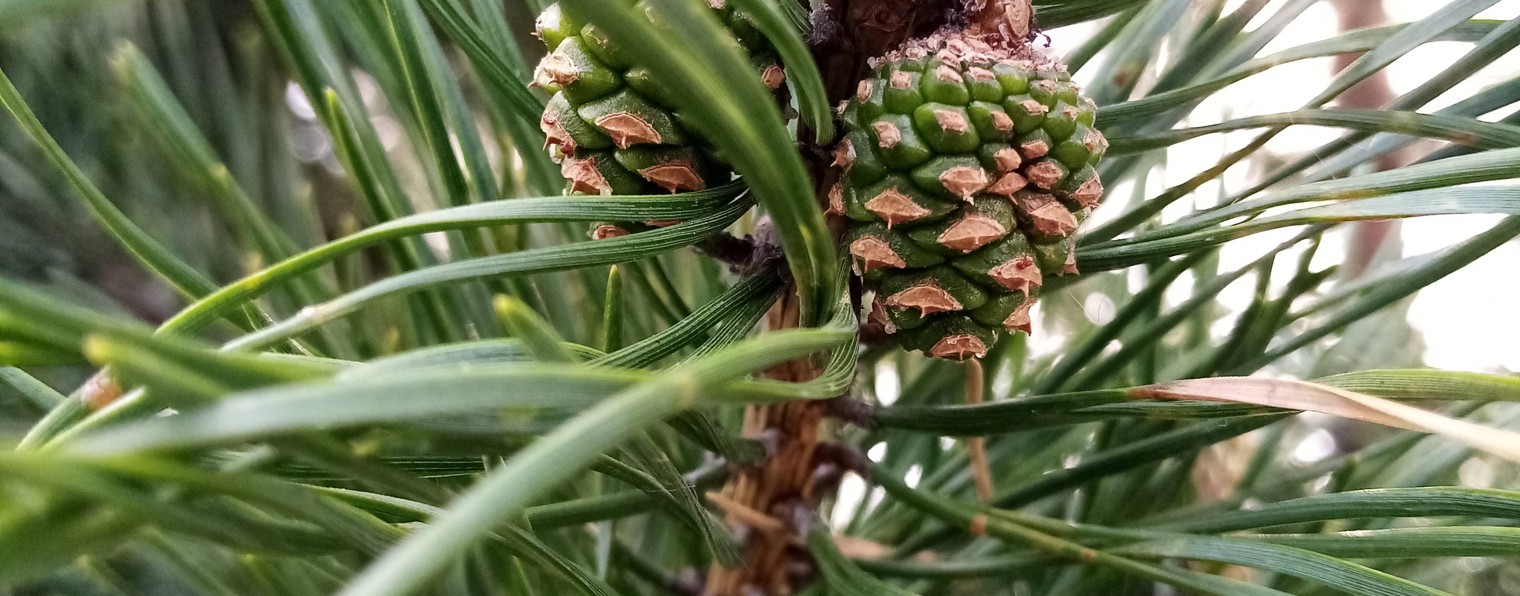 Валерий Лопатин