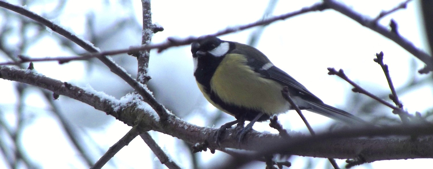 Фотоохотники Брянской области