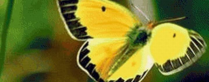 Кико Мидзухара