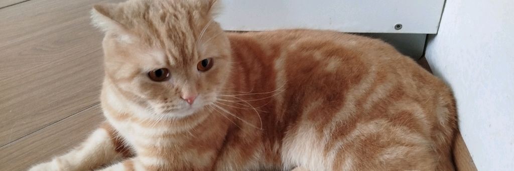 Макар котик