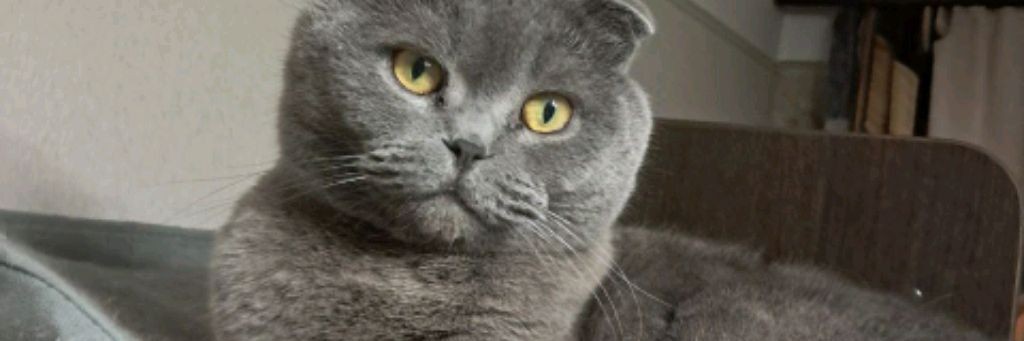 Cat=^ᴥ^=