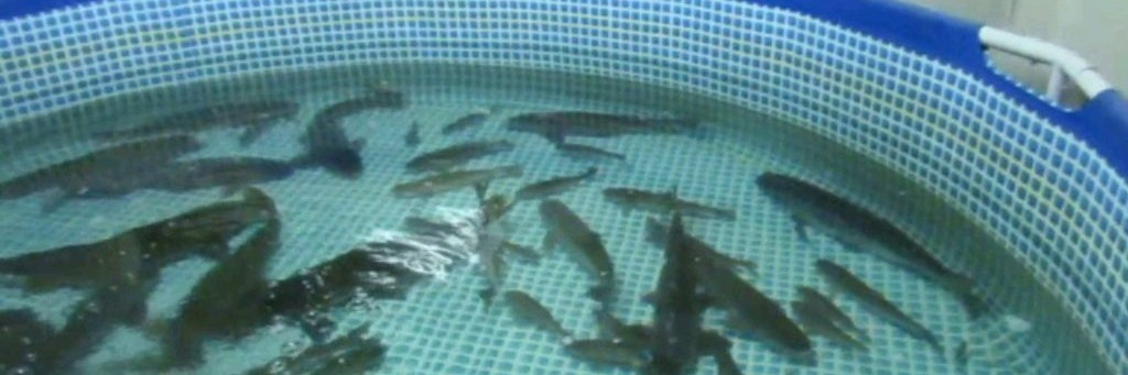 УЗВ Без Вложений