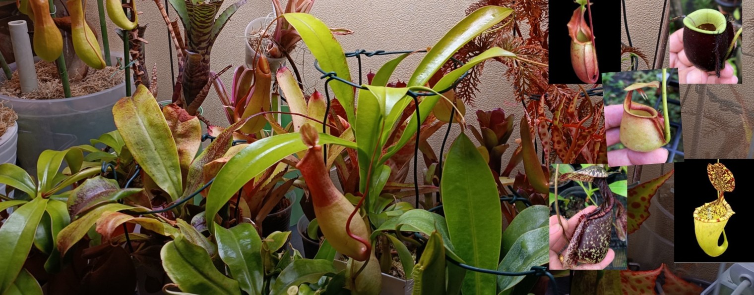 Tropical hobby