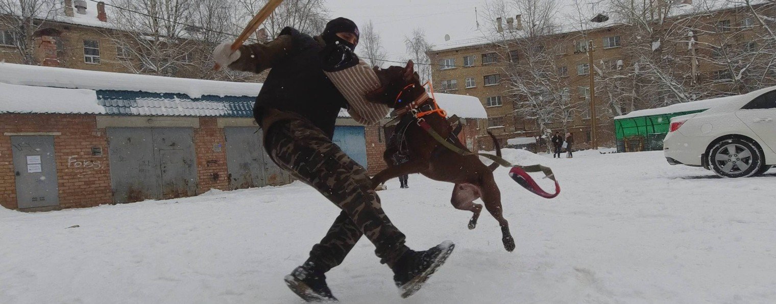 Собачья академия 11регион