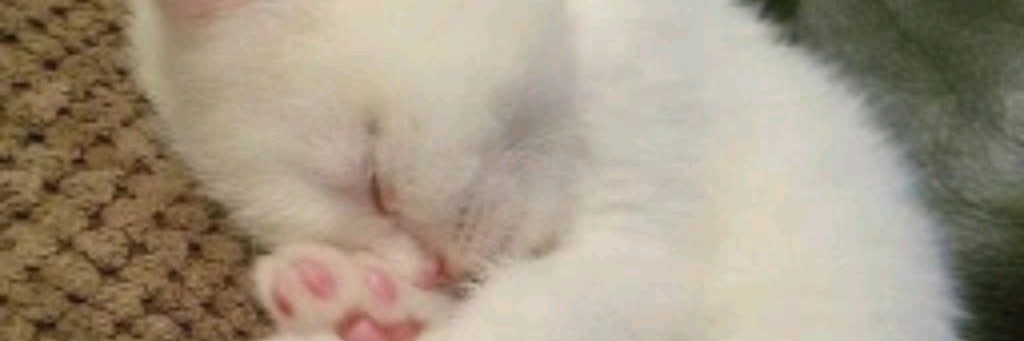 🕸️Soniksss🕷️