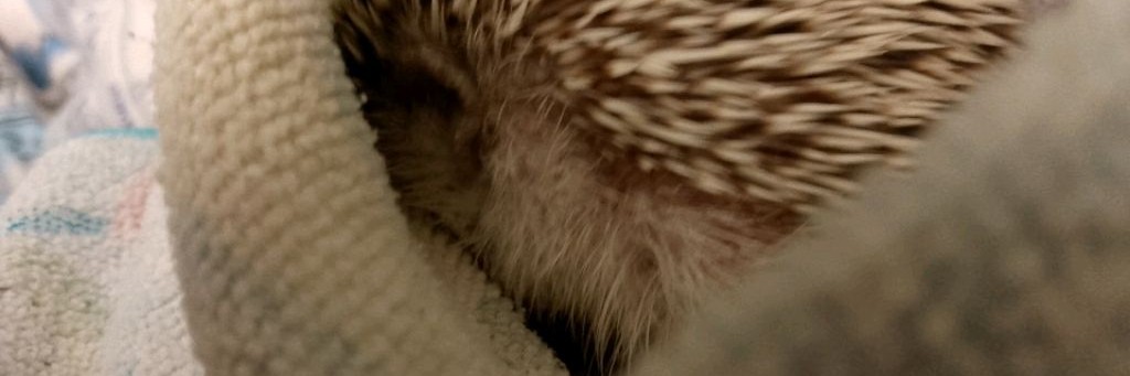 Ежишкины поделки ✔️