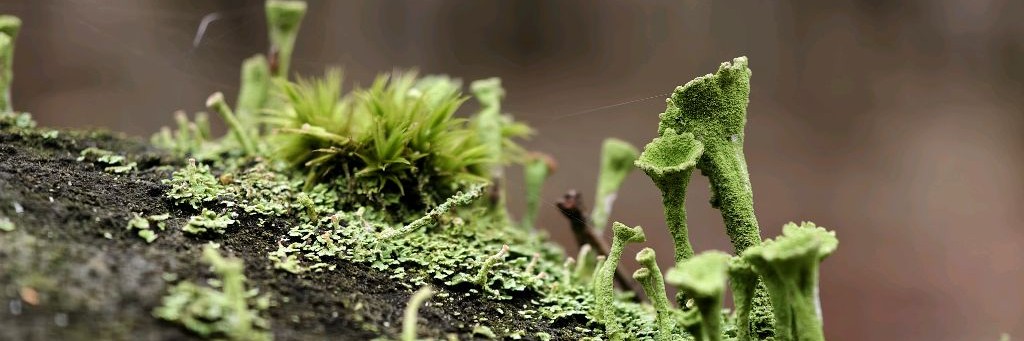 Просто про природу