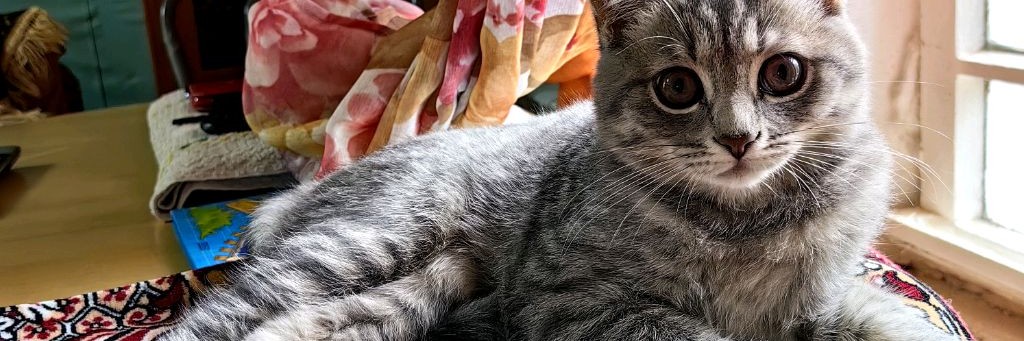 Мишка, где твоя улыбка