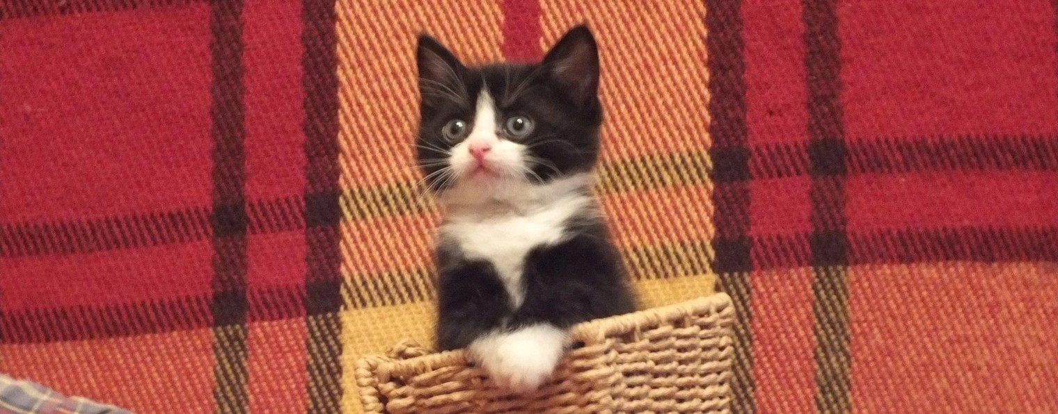 котики-накотики