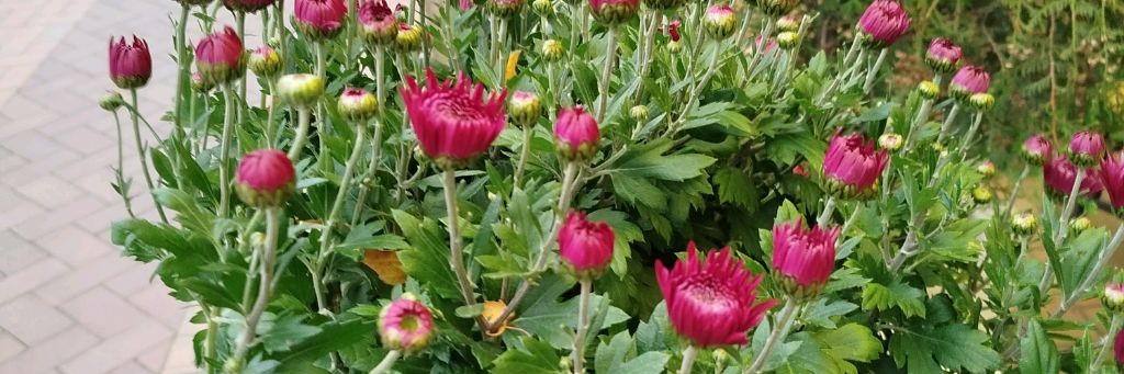 Ирина Александрина- Биохакер