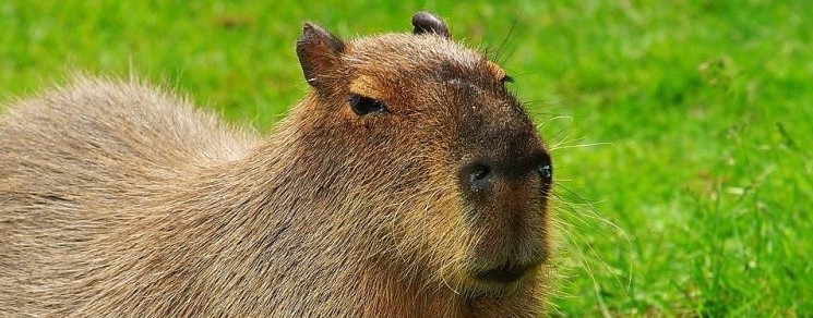 Дима и капибара.