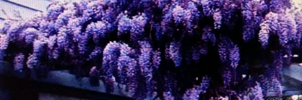 Хроника моей жизни