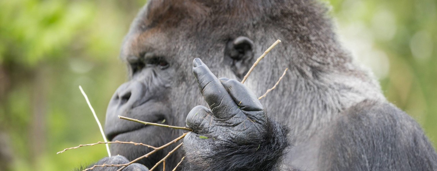 Animal Good