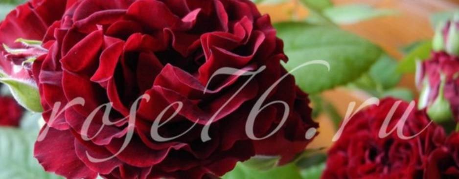 Ярославский Розарий