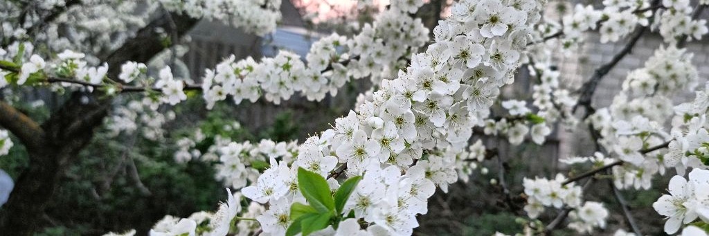 Пчеловодство с Александром