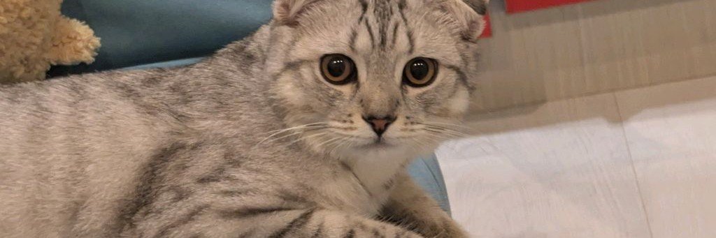 Большой Босс