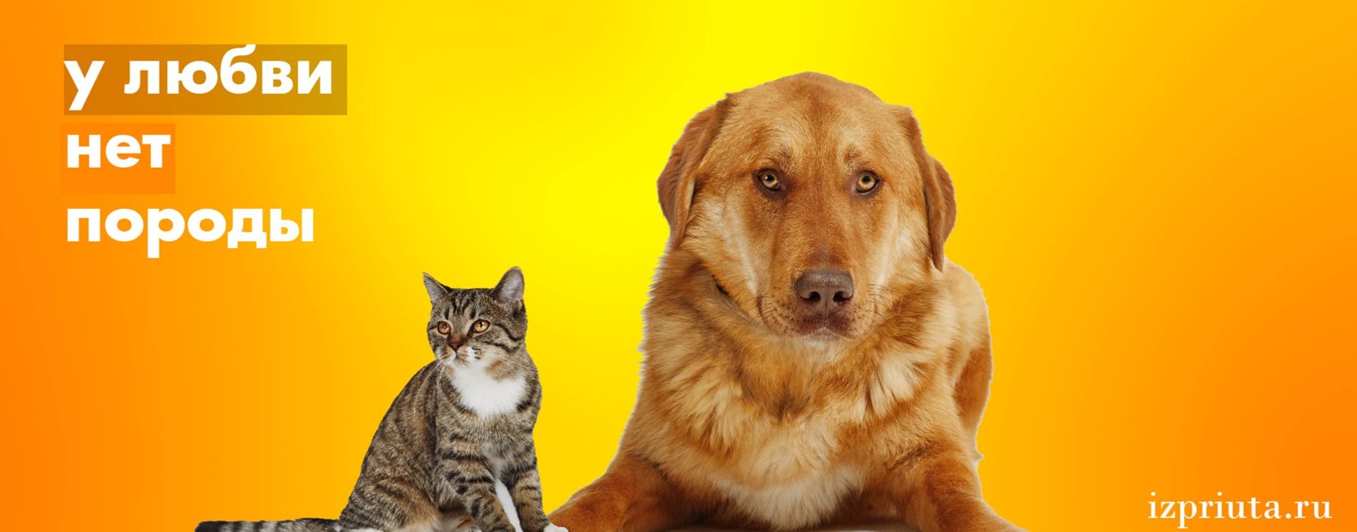 Приют Бирюлёво