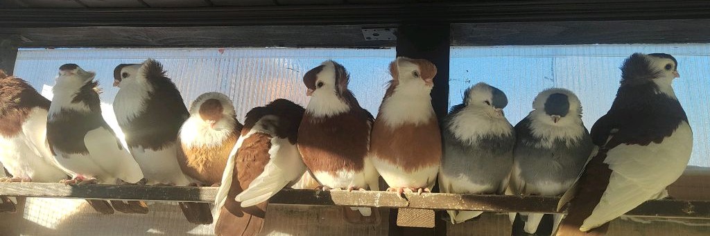 Голубятня Chef@