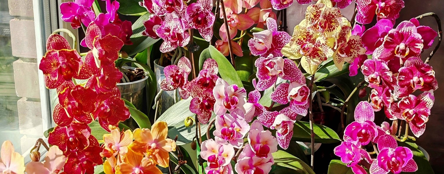 Orchid_Kseniya