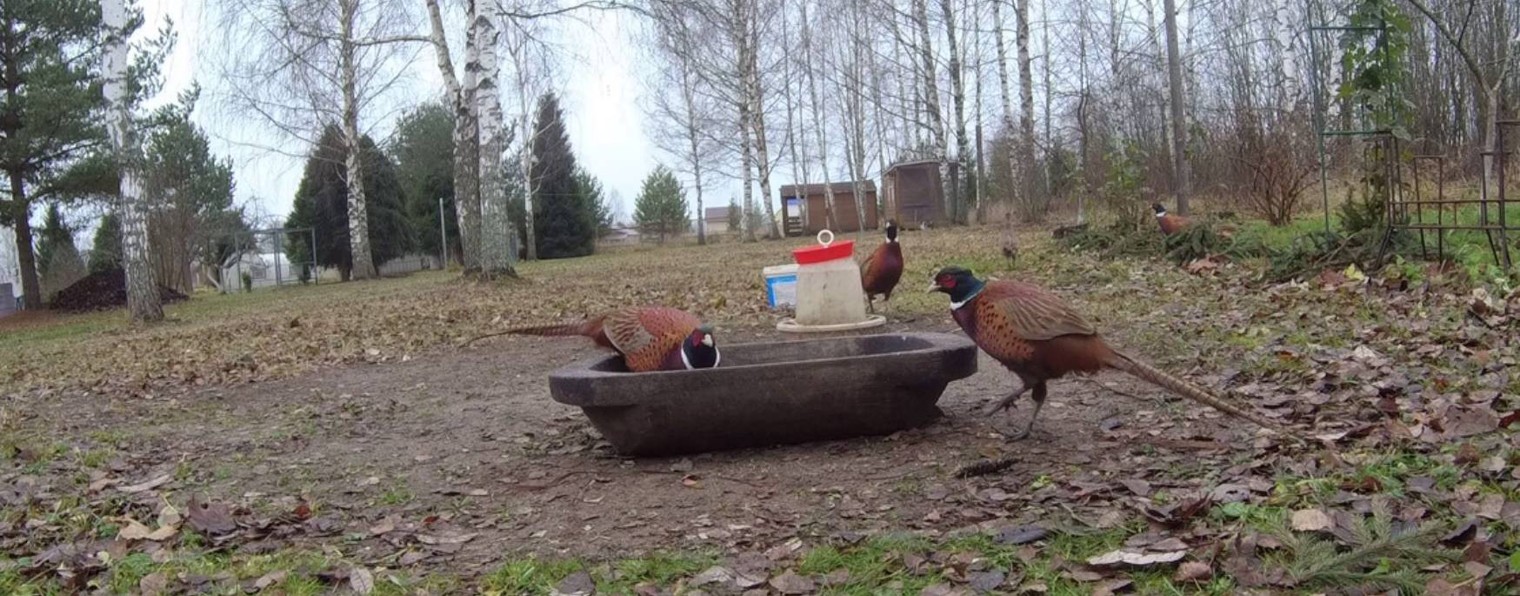 ФАЗАНДА