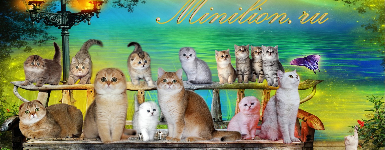 Minilion